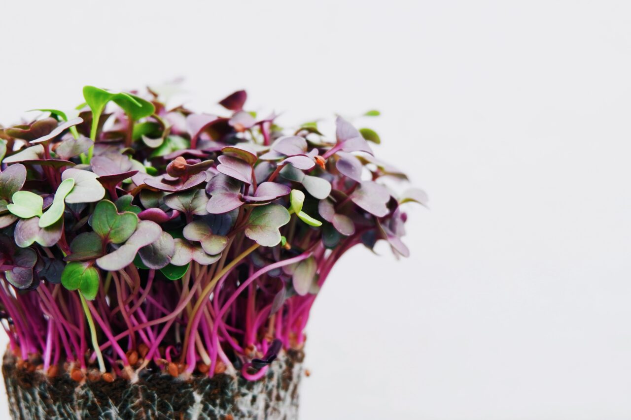 Magical Microgreen Salad Marsha Fenwick Nutrition