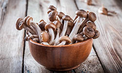 mushrooms, magic of mushrooms, benefits of mushrooms