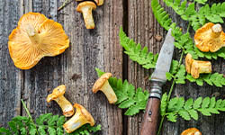 mushrooms, magic of mushrooms, benefits of mushrooms