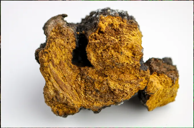 Medicinal Mushrooms, Medicinal Mushroom benefits