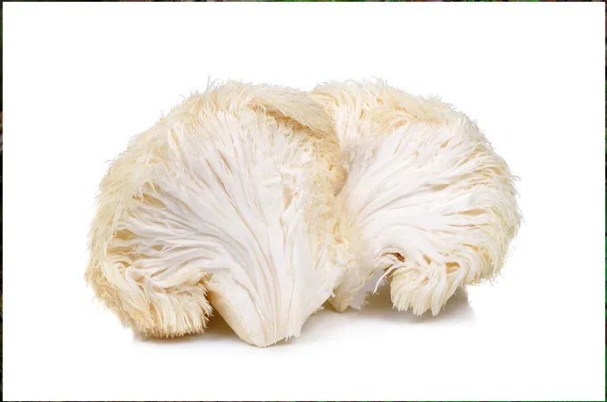Medicinal Mushrooms, Medicinal Mushroom benefits