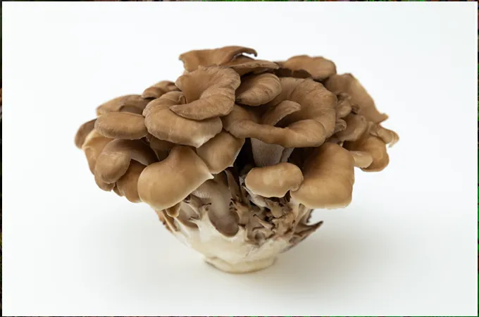 Medicinal Mushrooms, Medicinal Mushroom benefits
