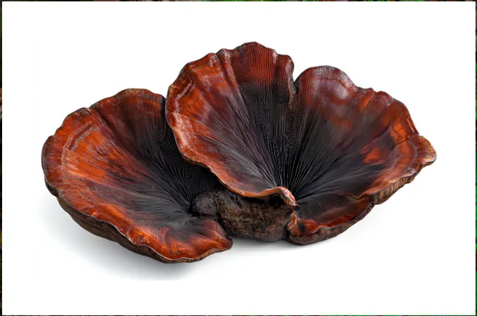 Medicinal Mushrooms, Medicianl Mushroom benefits